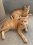 Milo und Simba (3)